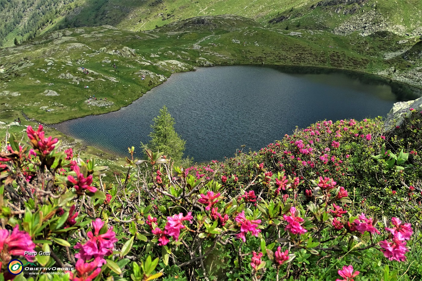 41 Distese di rododendri rossi con vista sul Lago Grande (2030 m).JPG